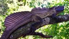 Věděli jste, že na Zemi skutečně existují „draci“ a že by mohli brzy zmizet?